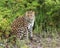 Endangered Amur Leopard