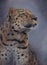 Endangered amur leopard portrait painted with oils on canvas