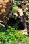 Endangered animal Giant Panda