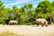 Endangered animlas at conservation zoo, Montpellier, France