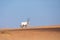 Endangered arabian oryx in desert landscape.