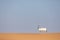 Endangered arabian oryx in desert landscape.