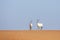Endangered arabian oryx in desert landscape.