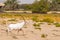 Endangered arabian oryxes Oryx leucoryx in Dubai Desert Conservation Reserve, United Arab Emirates