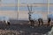 Endangered arabian oryxes Oryx leucoryx in qatar park Conservation Reserve