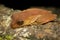 Endangered Australian lace-lid Litoria dayi