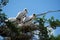 Endangered Baby Wood Storks