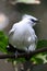 Endangered Bird - Bali Starling