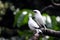 Endangered Bird - Bali Starling