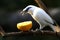 Endangered Bird - Bali Starling