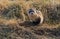 An Endangered Black-footed Ferret with an Annoyed Look