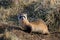 An Endangered Black-footed Ferret with a Curious Look