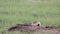 An endangered black-footed ferret on the plains of Colorado