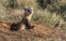 An Endangered Black-footed Ferret Popping out of a Prairie Dog Burrow for a Quick Observation