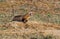 An Endangered Black-footed Ferret in a Prairie Dog Town