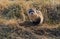 An Endangered Black-footed Ferret in a Prairie Dog Town