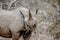 Endangered Black Rhino Munching