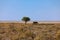 Endangered black rhino next to a lone mopane tree in Etosha National Park