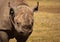 Endangered Black Rhinoceros with copy space