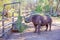 An Endangered Black Rhinoceros Eating