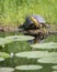 Endangered Blanding`s Turtle in the Don River Valley, Toronto