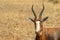 Endangered Blesbok Antelope