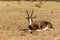 Endangered Blesbok Antelope lying on Grass