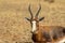 Endangered Blesbok Antelope lying on Grass