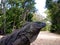 Endangered blue iguana