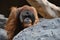 Endangered bornean orangutan in the rocky habitat