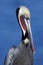 Endangered California Brown Pelican