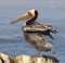 Endangered California Brown Pelican