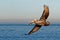 Endangered California Brown Pelican, flying