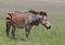 Endangered Cape Mountain Zebra