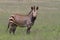 Endangered Cape Mountain Zebra