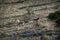 Endangered Cape Mountain Zebra Equus zebra, Addo Elephant National Park, South Africa