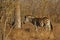 Endangered Cape Mountain Zebra Equus zebra, Kruger National Park, South Africa