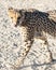 Endangered Cheetah on the prowl at Etosha National Park, Namibia