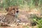 Endangered cheetah resting in shade