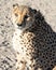 Endangered Cheetah sitting in the sand at Etosha National Park, Namibia