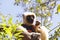 Endangered Coquerel\'s Sifaka Lemur (Propithecus coquereli)