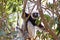 Endangered Coquerel\'s Sifaka Lemur (Propithecus coquereli)