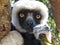 Endangered Coquerel\'s Sifaka Lemur (Propithecus coquereli)