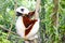 Endangered Coquerel s Sifaka Lemur Propithecus coquereli. Bellied, forever