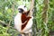 Endangered Coquerel s Sifaka Lemur Propithecus coquereli. Bellied, forever