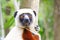 Endangered Coquerel s Sifaka Lemur Propithecus coquereli. Bellied, forever