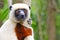 Endangered Coquerel s Sifaka Lemur Propithecus coquereli. Bellied, forever