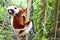 Endangered Coquerel s Sifaka Lemur Propithecus coquereli. Bellied, forever