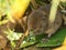 An endangered cute Water Vole, Arvicola amphibius, eating a Water Lily leaf in a pond.