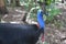 Endangered and dangerous Australian bird Cassowary